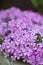 Small phlox flowers for spring garden decoration