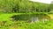 A small picturesque lake surrounded by a birch forest