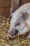 Small pig with grey hair enjoying his barn with straw litter