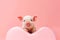 Small pig peeks out from behind heart shaped cushion on pink background. Generative AI
