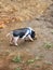 a small pig standing on the ground in a muddy area.