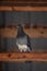 Small pigeon perched atop a wooden surface