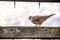 Small pigeon sitting on a wooden beam