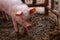 Small piglet in a farm.Domestic animal