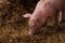 Small piglet in a farm.Domestic animal