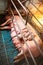 Small piglet in the farm, group of pig indoor on a domestic farm