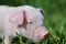 Small piglet on a grass