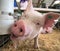 Small piglet piggy pig indoor in a farm barn closeup