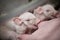 Small piglet sucking milk from breast of fertile sow lying in the stall