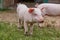 Small piglets in organic rural farm agricultural industry