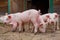 Small piglets in organic rural farm agricultural industry