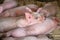 Small piglets sleep in the pig farm