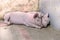 Small piglets sleeping in stable