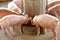 Small pigs in the stable