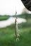 A small pike on the hook, close-up of freshly caught fish