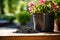 A small pile of biochar and pink flowers with garden in the background. Biochar increases the carbon content of the soil,