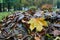 A small pile of rotting autumn leaves