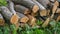 Small pile of short sawn and chopped firewood, lying in several layers on green juicy grass of the yard with cuts of ends to front