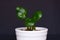 Small pilea peperomioides chinese money or UFO home plant cutting in white in front of dark