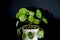 Small Pilea Peperomioides house plant