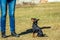 Small Pincher Pinscher sitting and looking at his mistress