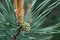 small pine cone on twig closeup selective focus