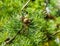 Small pine cones growing on a conifer tree branch, evergreen forest background