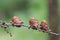 Small pine cones growing on conifer tree in summer. Nice background blur.
