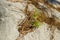 Small pine sapling growing in cavity in rock, forest in Kemer, T