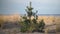 Small pine tree at the beach