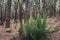 Small pine tree branches growing on forest ground -