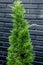 Small pine tree on brick background