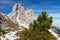 Small pine tree and Cima Ambrizola and Clroda da Lago