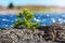 Small pine tree on coast, Sweden