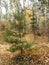 A small pine tree dressed up in golden autumn leaves. Autumn in a pine forest. Nature in the vicinity of Petrovsk, Saratov region