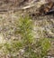 A small pine tree in the form of a cross.