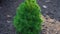 small pine tree grows in a greenhouse