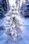 Small pine tree in the Idaho wilderness with snow