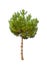 Small pine tree isolated