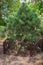 Small pine tree with low wooden fence. Christmas tree in the garden. Backyard design in village. Young evergreen tree with needles