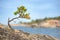 Small Pine tree on a rock