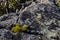 Small pine tree on a rocks with mountains on a background