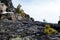 Small pine tree on a rocks with mountains on a background