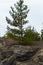 Small pine tree. small green spruce grows on a stone against the background of the forest. coniferous plants germinate in