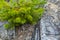 Small pine tree. small green spruce grows on a stone against the background of the forest. coniferous plants germinate in