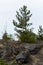 Small pine tree. small green spruce grows on a stone against the background of the forest. coniferous plants germinate in