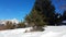 Small Pine Tree In The Snow Covered Landscape