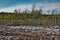 Small pine trees growing on floating mat at polesie region in Poland during winter season