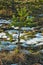 Small pine trees growing on floating mat at polesie region in Poland during winter season