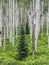 Small Pine Trees In A Quaking Aspen Colony